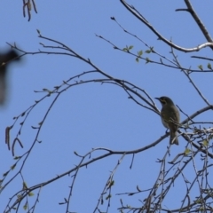 Caligavis chrysops at Greenway, ACT - 17 Sep 2022 10:31 AM