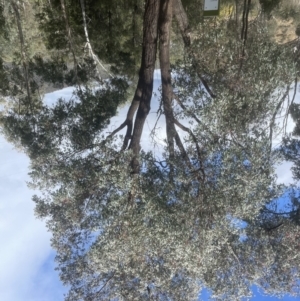 Eucalyptus sideroxylon at Aranda, ACT - 17 Sep 2022