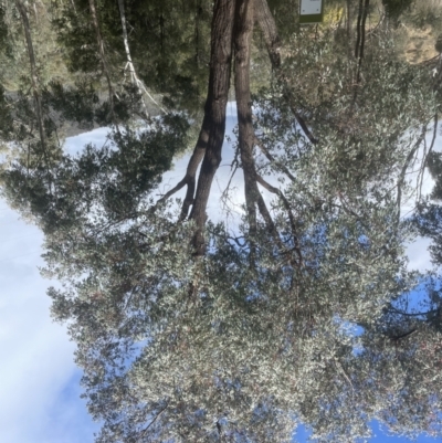 Eucalyptus sideroxylon (Mugga Ironbark) at Aranda, ACT - 17 Sep 2022 by lbradley