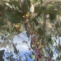 Eucalyptus sideroxylon at Aranda, ACT - 17 Sep 2022 01:20 PM