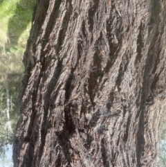 Eucalyptus sideroxylon at Aranda, ACT - 17 Sep 2022