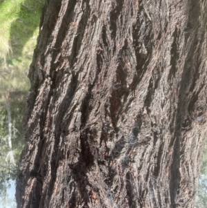 Eucalyptus sideroxylon at Aranda, ACT - 17 Sep 2022