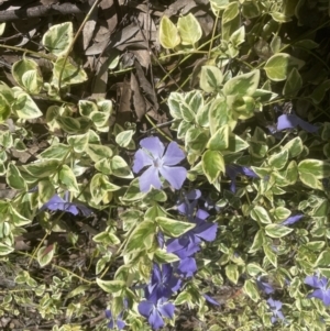 Vinca major at Aranda, ACT - 17 Sep 2022