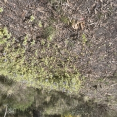 Vinca major at Aranda, ACT - 17 Sep 2022