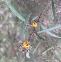 Daviesia leptophylla at Aranda, ACT - 17 Sep 2022