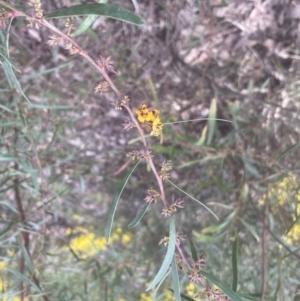 Daviesia leptophylla at Aranda, ACT - 17 Sep 2022