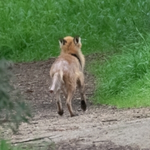 Vulpes vulpes at Fyshwick, ACT - 15 Sep 2022