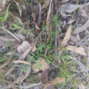 Hypericum perforatum at Higgins, ACT - 17 Sep 2022 03:02 PM