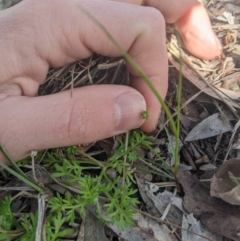 Cotula australis (Common Cotula, Carrot Weed) at Higgins, ACT - 17 Sep 2022 by MattM