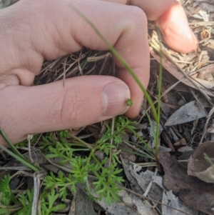 Cotula australis at Higgins, ACT - 17 Sep 2022 03:00 PM