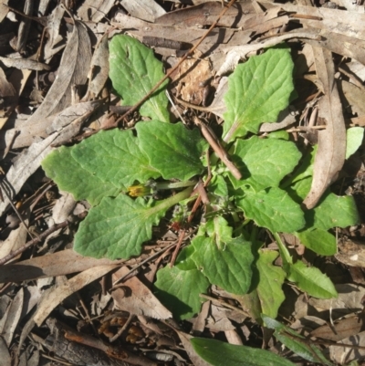 Cymbonotus sp. (preissianus or lawsonianus) (Bears Ears) at Higgins, ACT - 17 Sep 2022 by MattM