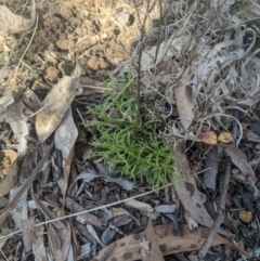 Vittadinia muelleri (Narrow-leafed New Holland Daisy) at Higgins, ACT - 17 Sep 2022 by MattM