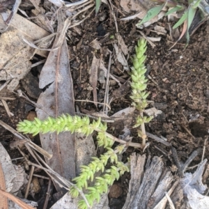 Crassula sieberiana at Higgins, ACT - 17 Sep 2022