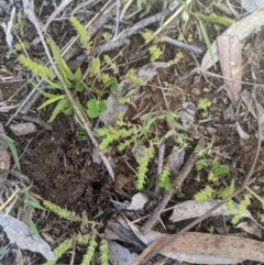 Crassula sieberiana at Higgins, ACT - 17 Sep 2022 02:53 PM