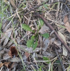 Goodenia pinnatifida at Higgins, ACT - 17 Sep 2022