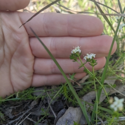 Asperula conferta (Common Woodruff) at Higgins Woodland - 17 Sep 2022 by MattM