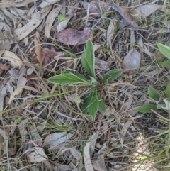 Plantago varia (Native Plaintain) at Higgins Woodland - 17 Sep 2022 by MattM