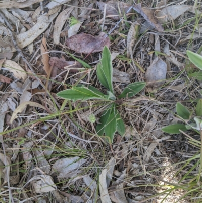 Plantago varia (Native Plaintain) at Higgins, ACT - 17 Sep 2022 by MattM