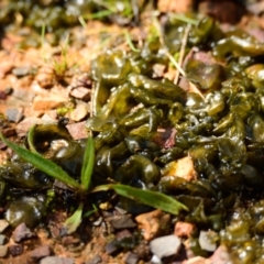 Nostoc sp. (genus) (A cyanobacterium) at Belconnen, ACT - 16 Sep 2022 by Thurstan