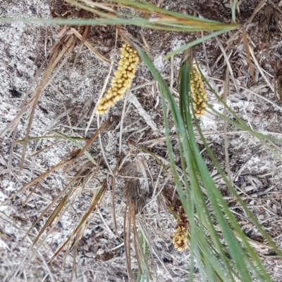 Unidentified Rush, Sedge or Mat Rush at Peregian Beach, QLD - 16 Sep 2022 by Fuschia