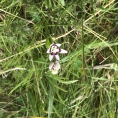 Wurmbea dioica subsp. dioica (Early Nancy) at Bruce, ACT - 12 Sep 2022 by goyenjudy