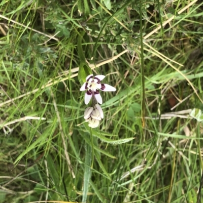 Wurmbea dioica subsp. dioica (Early Nancy) at Bruce, ACT - 12 Sep 2022 by goyenjudy