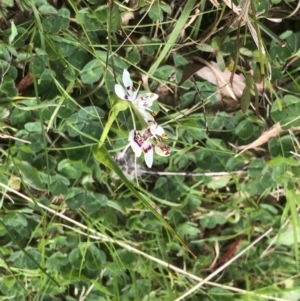 Wurmbea dioica subsp. dioica at Bruce, ACT - 12 Sep 2022