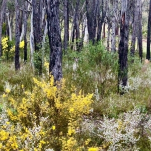 Macropus giganteus at Bruce, ACT - 12 Sep 2022 10:52 AM