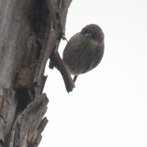 Daphoenositta chrysoptera at Bellmount Forest, NSW - 17 Sep 2022