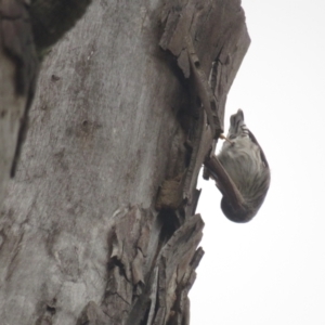 Daphoenositta chrysoptera at Bellmount Forest, NSW - 17 Sep 2022 11:07 AM