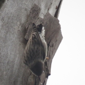 Daphoenositta chrysoptera at Bellmount Forest, NSW - 17 Sep 2022