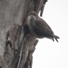 Daphoenositta chrysoptera at Bellmount Forest, NSW - 17 Sep 2022 11:07 AM