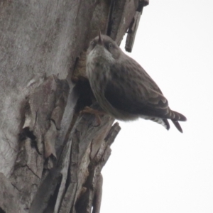 Daphoenositta chrysoptera at Bellmount Forest, NSW - 17 Sep 2022