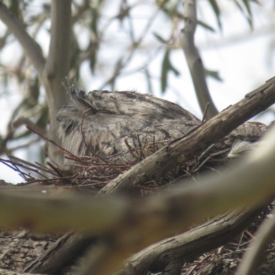 Podargus strigoides (Tawny Frogmouth) at Fyshwick, ACT - 10 Sep 2022 by TomW