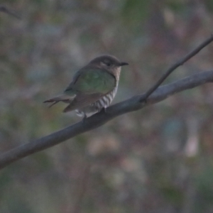 Chrysococcyx lucidus at Jerrabomberra, ACT - 4 Sep 2022