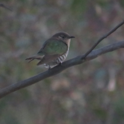 Chrysococcyx lucidus (Shining Bronze-Cuckoo) at Jerrabomberra, ACT - 4 Sep 2022 by BenW