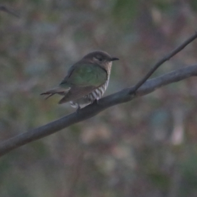 Chrysococcyx lucidus (Shining Bronze-Cuckoo) at Callum Brae - 4 Sep 2022 by TomW