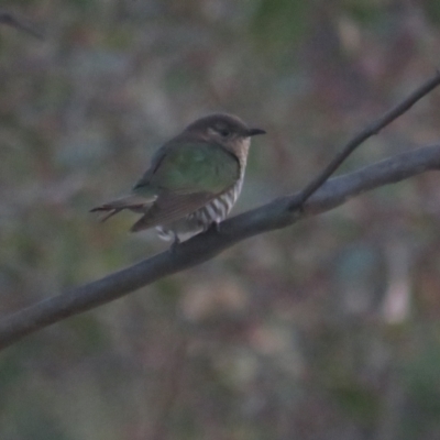 Chrysococcyx lucidus (Shining Bronze-Cuckoo) at Jerrabomberra, ACT - 4 Sep 2022 by TomW