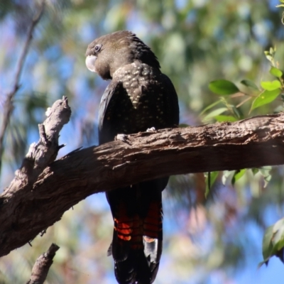 Calyptorhynchus lathami lathami (Glossy Black-Cockatoo) at Broulee Moruya Nature Observation Area - 15 Sep 2022 by LisaH