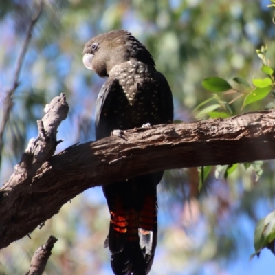 Calyptorhynchus lathami lathami (Glossy Black-Cockatoo) at Moruya, NSW - 16 Sep 2022 by LisaH