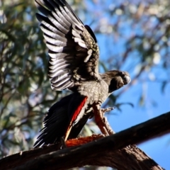 Calyptorhynchus lathami lathami at Moruya, NSW - 16 Sep 2022