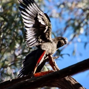 Calyptorhynchus lathami lathami at Moruya, NSW - 16 Sep 2022