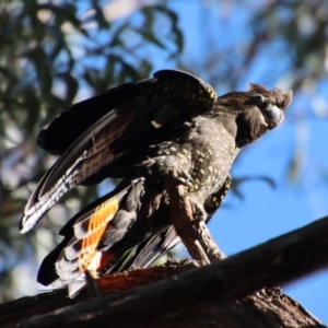 Calyptorhynchus lathami lathami at Moruya, NSW - 16 Sep 2022