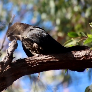 Calyptorhynchus lathami lathami at Moruya, NSW - 16 Sep 2022