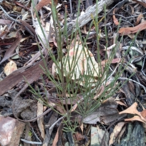 Exocarpos strictus at Glen Fergus, NSW - 17 Sep 2022