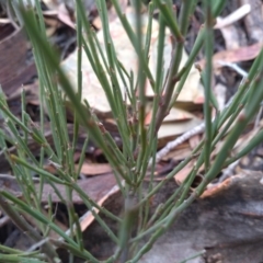 Exocarpos strictus at Glen Fergus, NSW - 17 Sep 2022