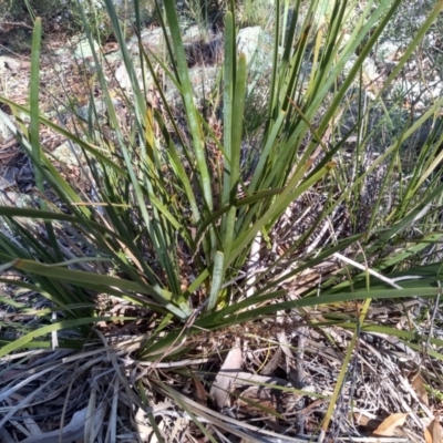 Lomandra longifolia (Spiny-headed Mat-rush, Honey Reed) at Glen Fergus, NSW - 17 Sep 2022 by mahargiani