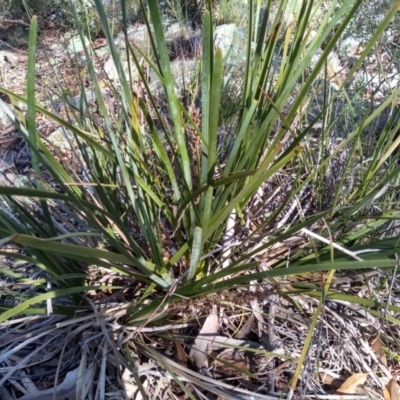 Lomandra longifolia (Spiny-headed Mat-rush, Honey Reed) at Coornartha Nature Reserve - 17 Sep 2022 by mahargiani