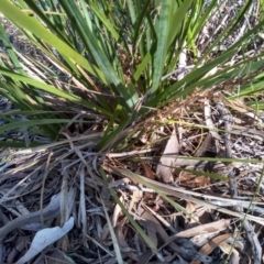Lomandra longifolia at Glen Fergus, NSW - 17 Sep 2022