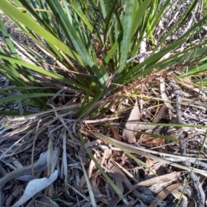 Lomandra longifolia at Glen Fergus, NSW - 17 Sep 2022 09:46 AM